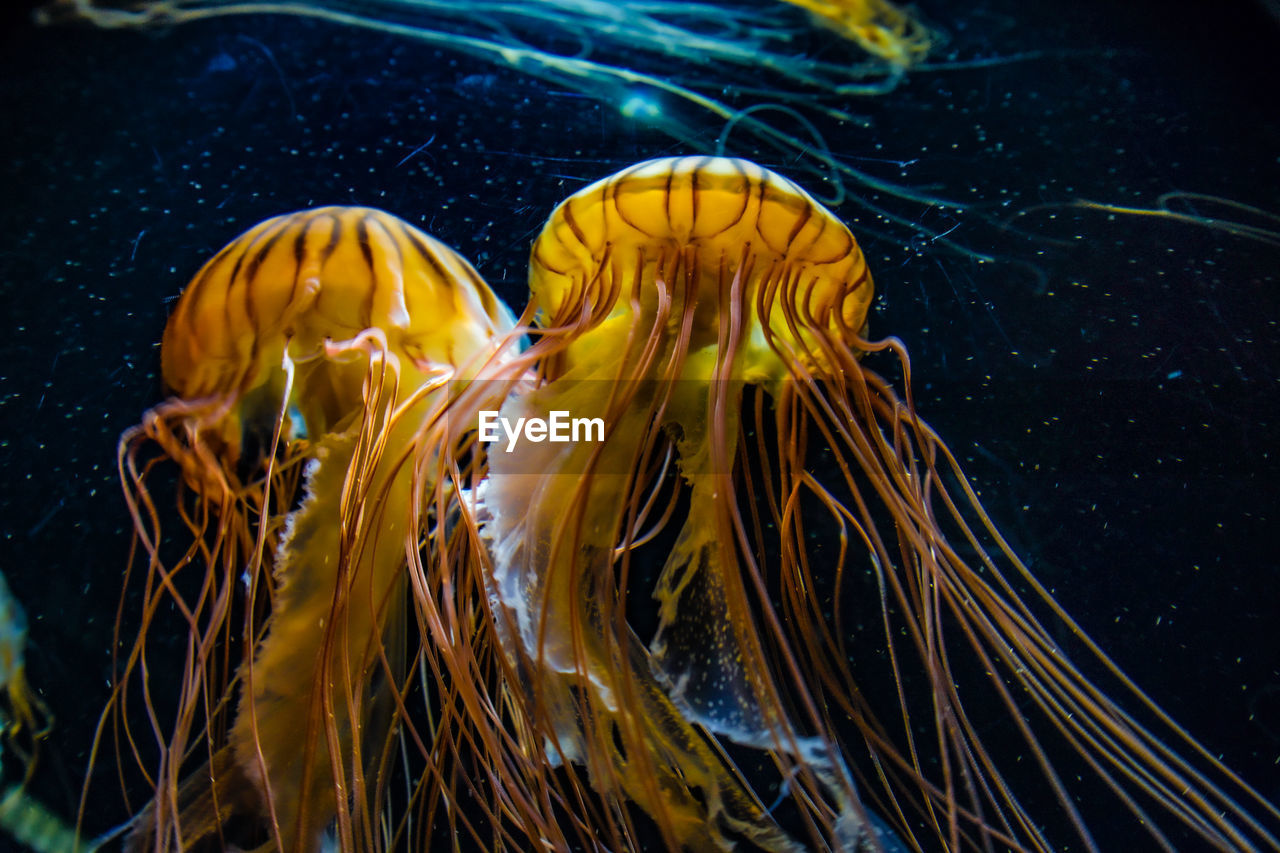 CLOSE-UP OF JELLYFISH SWIMMING UNDERWATER