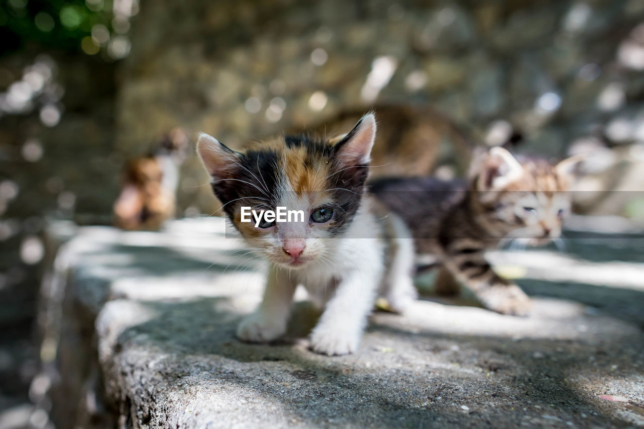 PORTRAIT OF A CAT