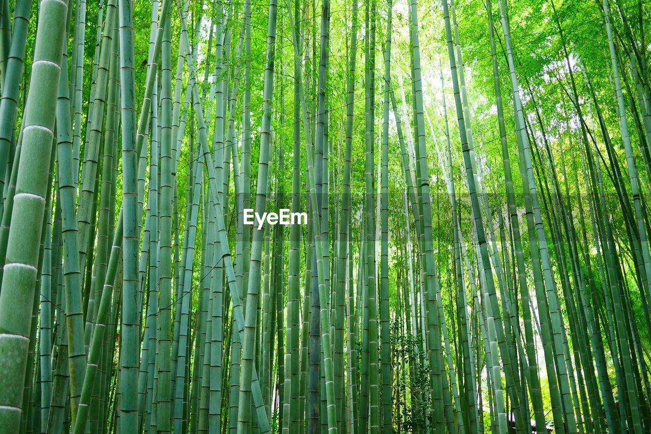 Low angle view of bamboo grove in forest