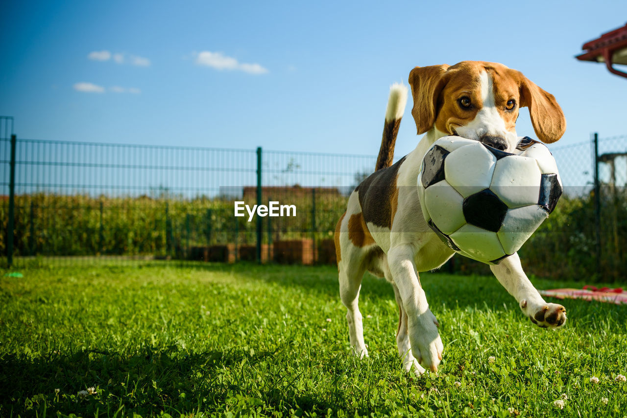 DOG STANDING ON FIELD