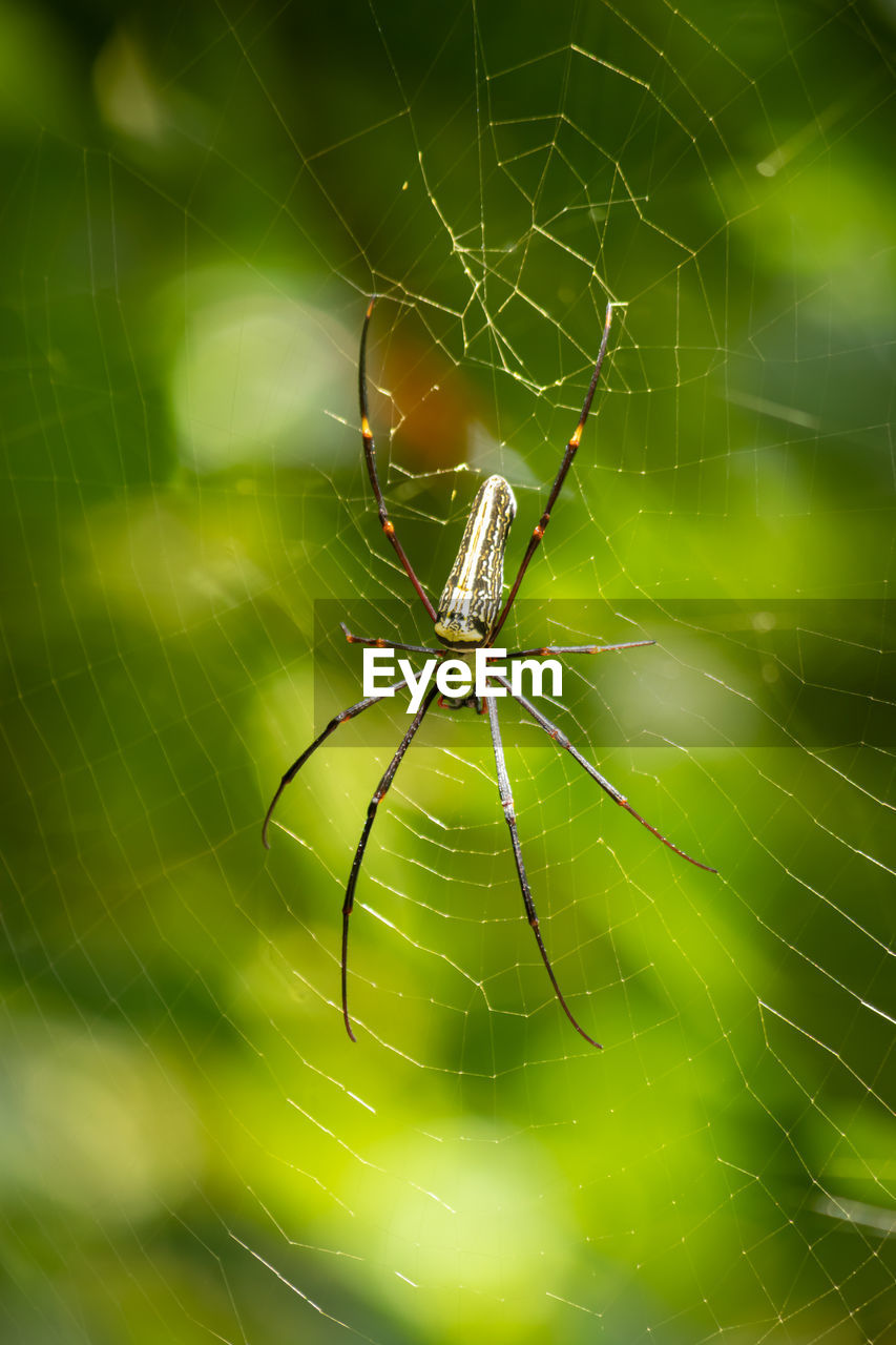 CLOSE-UP OF SPIDER WEB