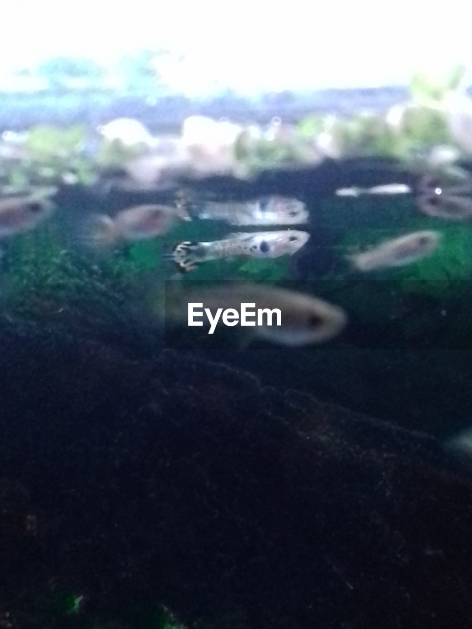 CLOSE-UP OF WATER DROP ON GLASS OF CAR