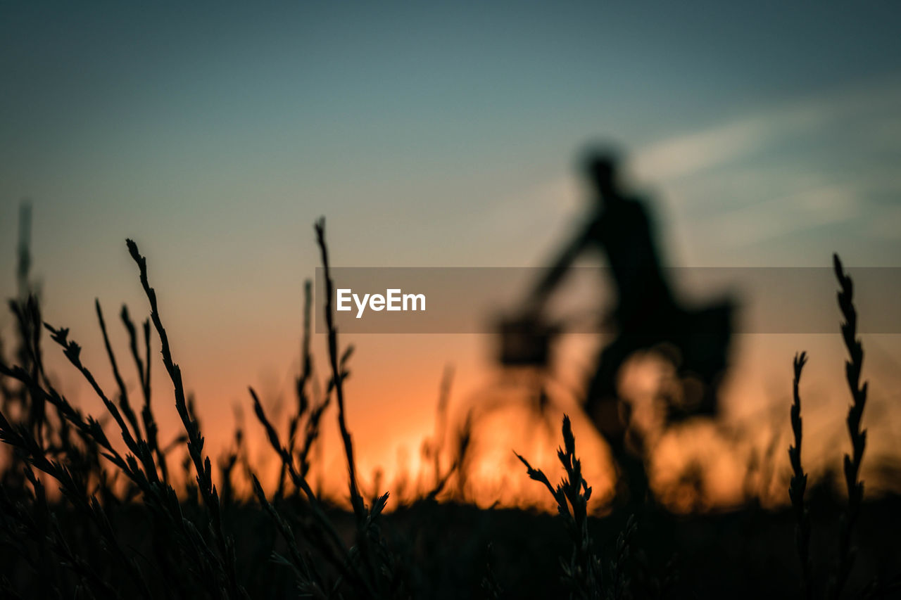 Silhouette grass against man riding bicycle on field