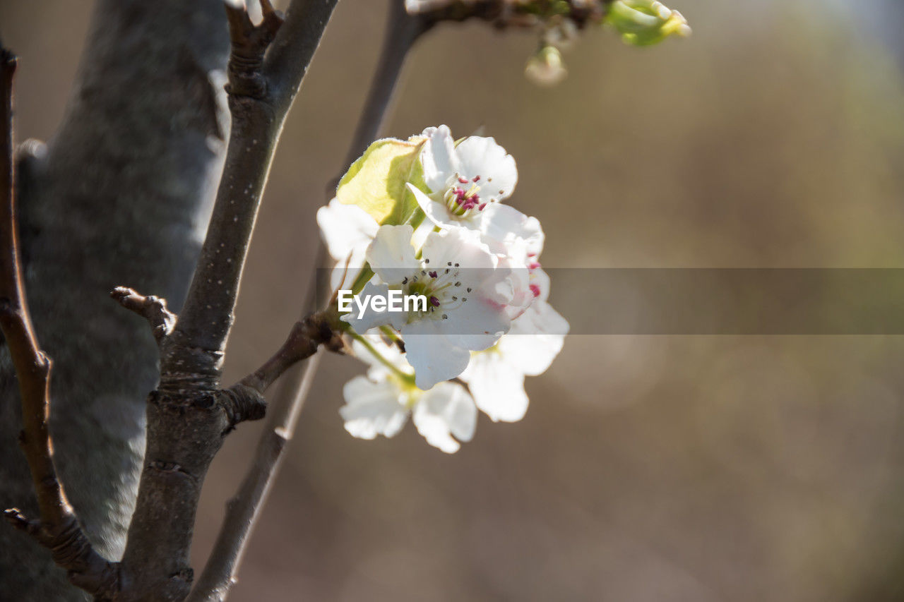 plant, flower, flowering plant, beauty in nature, fragility, freshness, tree, spring, blossom, springtime, branch, nature, close-up, growth, white, flower head, macro photography, focus on foreground, cherry blossom, inflorescence, petal, twig, no people, outdoors, day, fruit tree, selective focus, botany, cherry tree, produce, yellow, pollen, plum blossom, food and drink, apple blossom