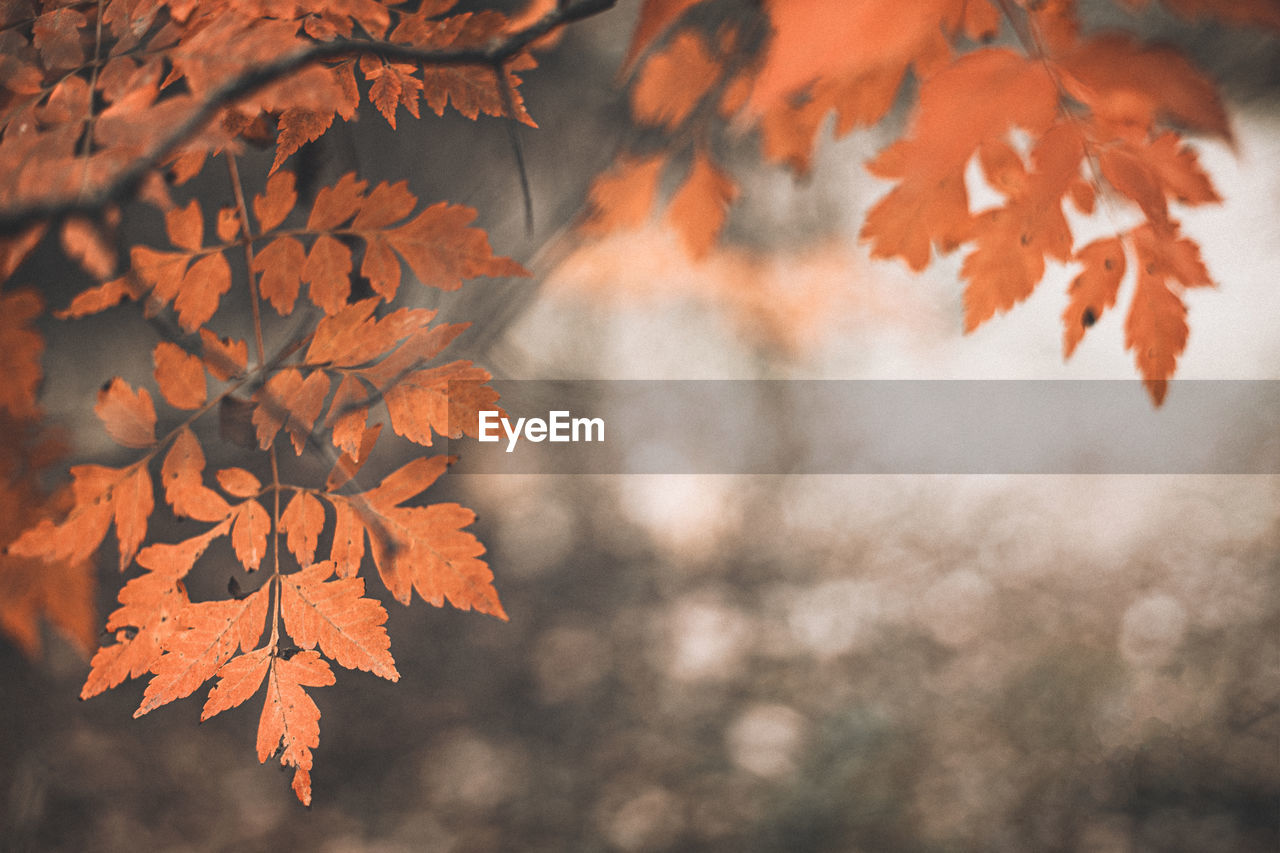 Autumn scene with orange leaves and blurred brown branches