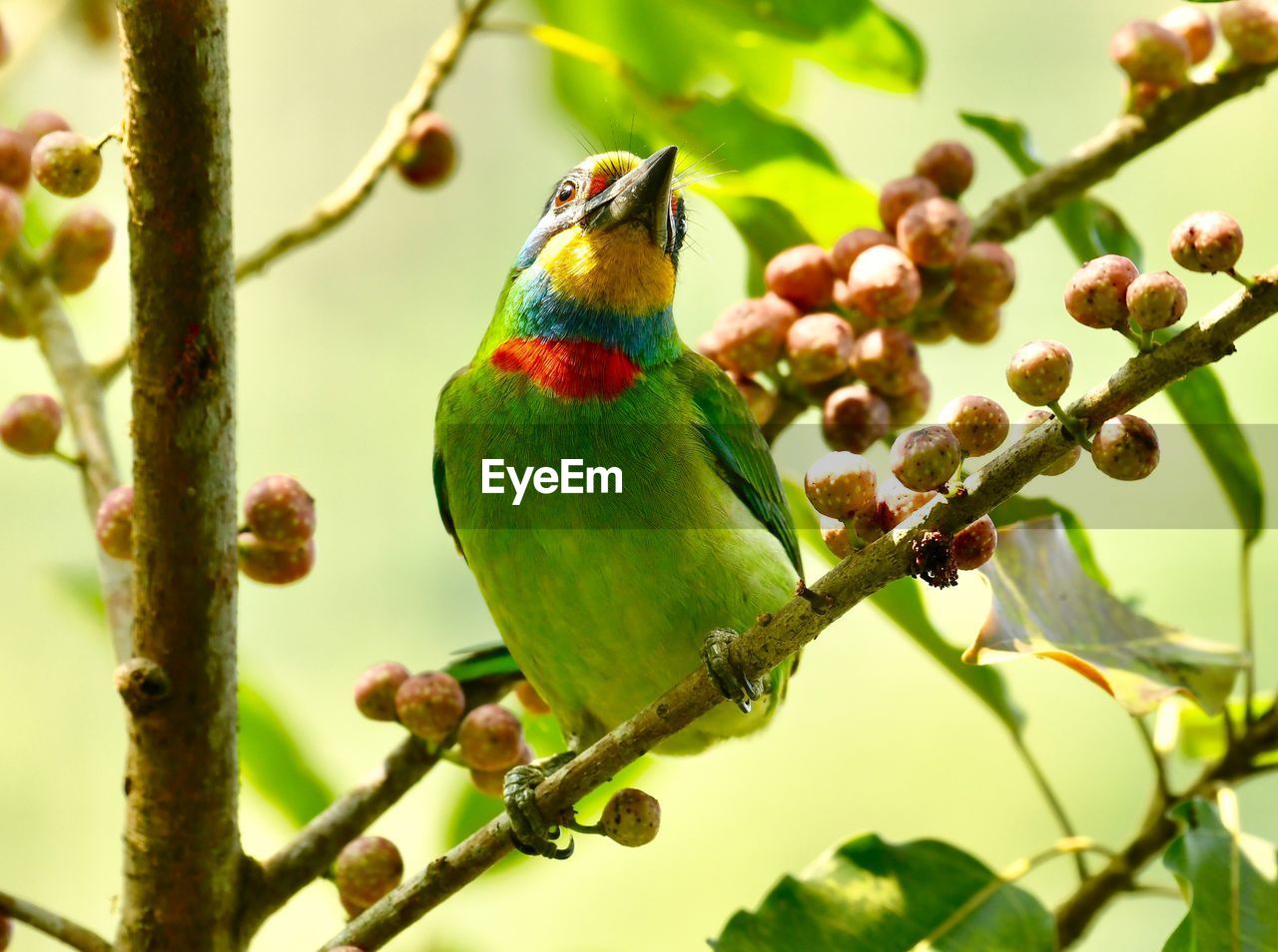 CLOSE-UP OF PARROT PERCHING ON BRANCH