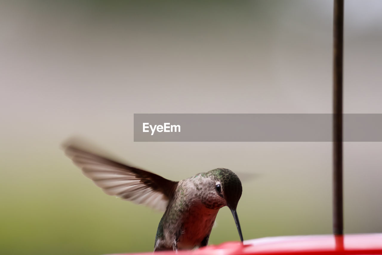 Close-up of hummingbird at feeder