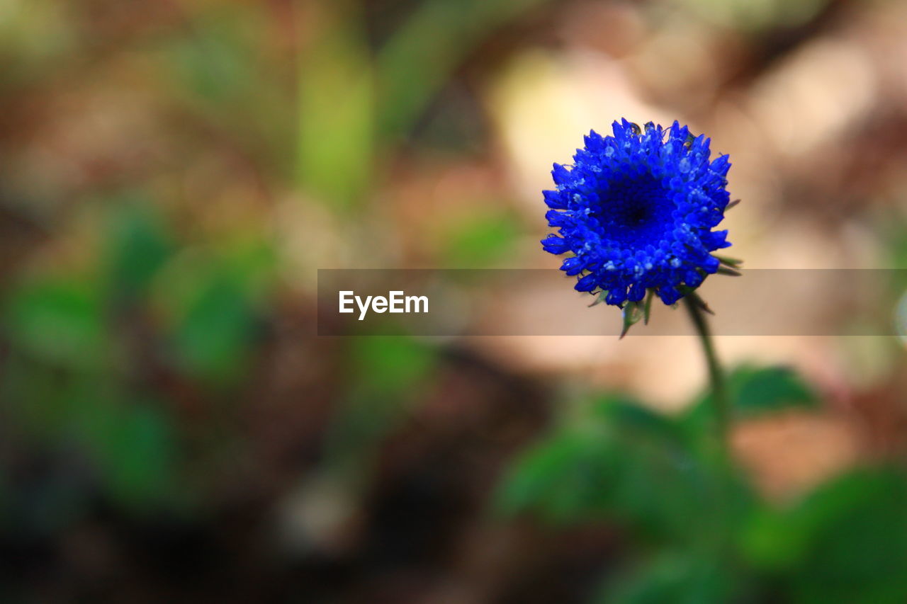 Close-up of purple flowering plant