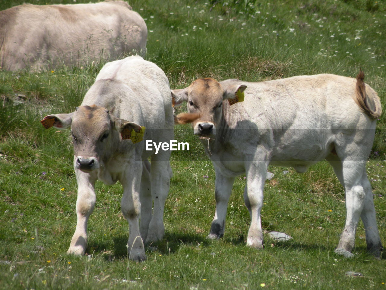 PORTRAIT OF COWS GRAZING IN FIELD