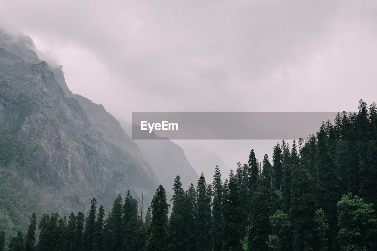 Low angle view of trees by mountains against sky in foggy weather