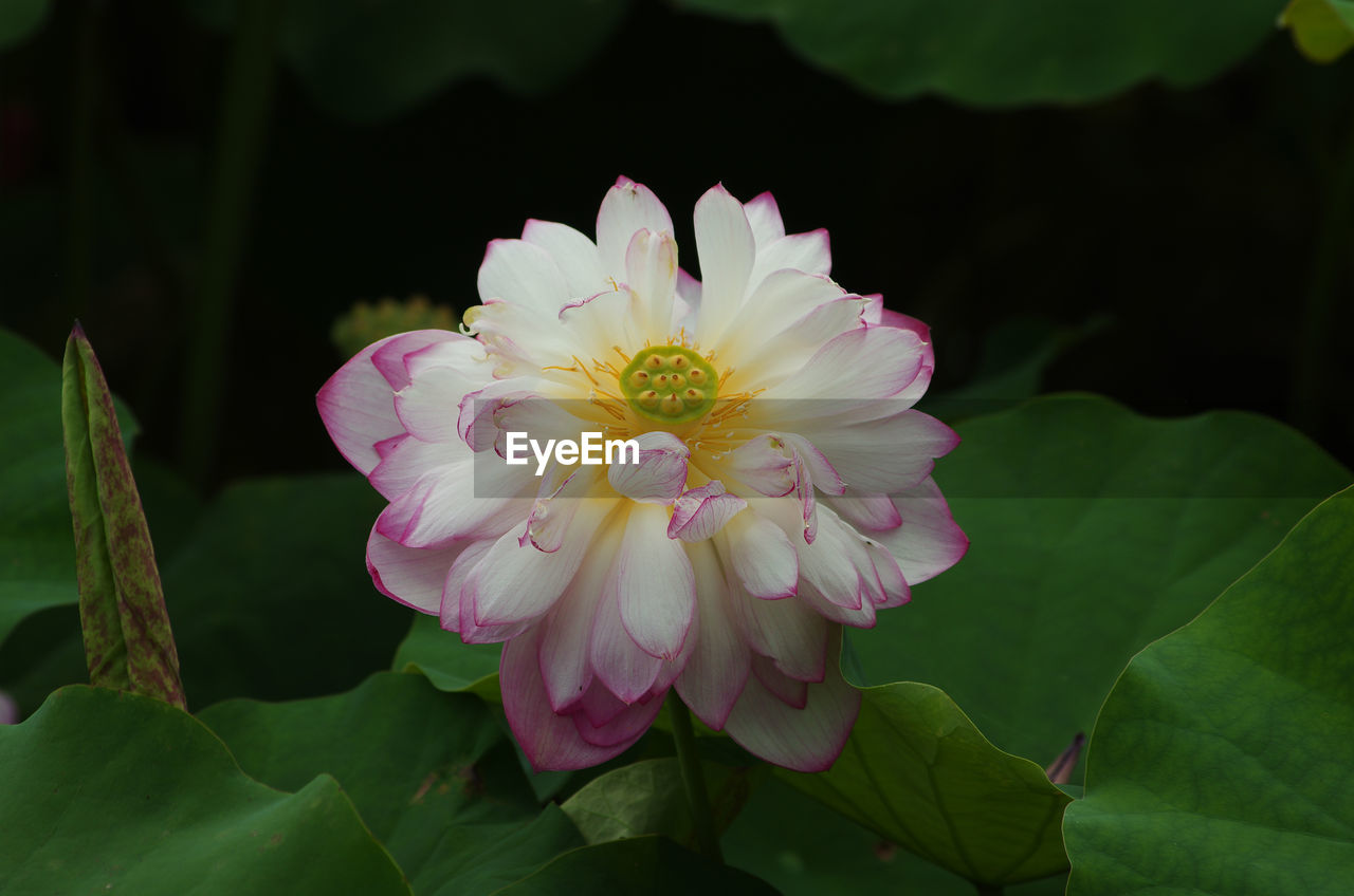 Close-up of pink lotus water lily