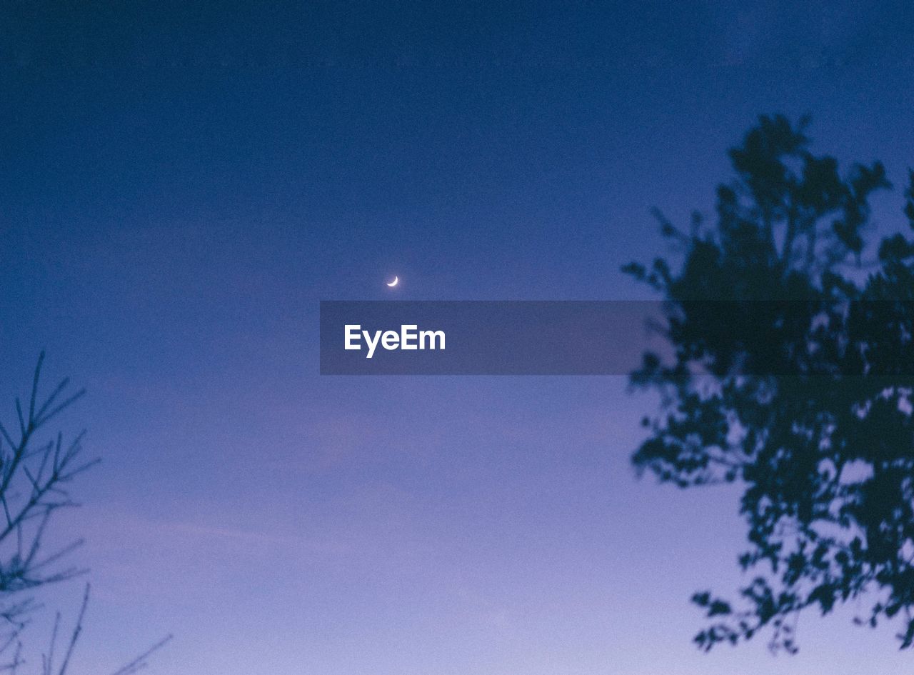 LOW ANGLE VIEW OF TREES AGAINST BLUE SKY AT NIGHT