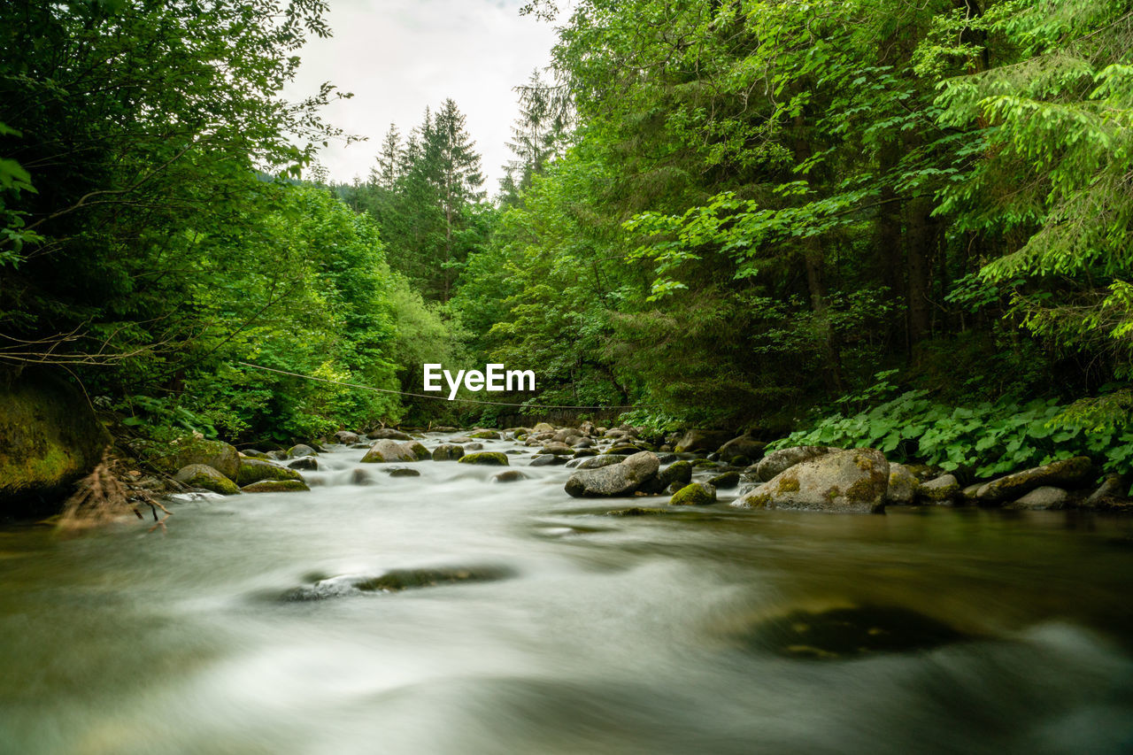 SCENIC VIEW OF STREAM AMIDST TREES IN FOREST