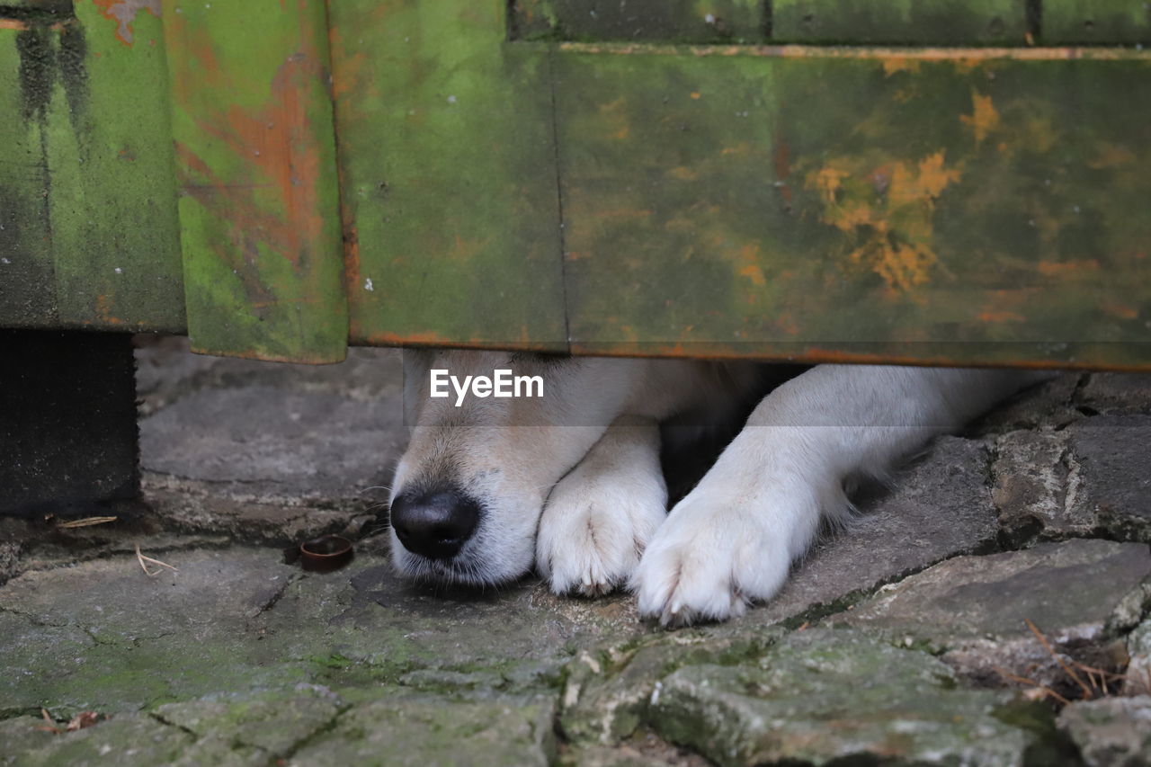 Close-up of dog's nose and paws under gate
