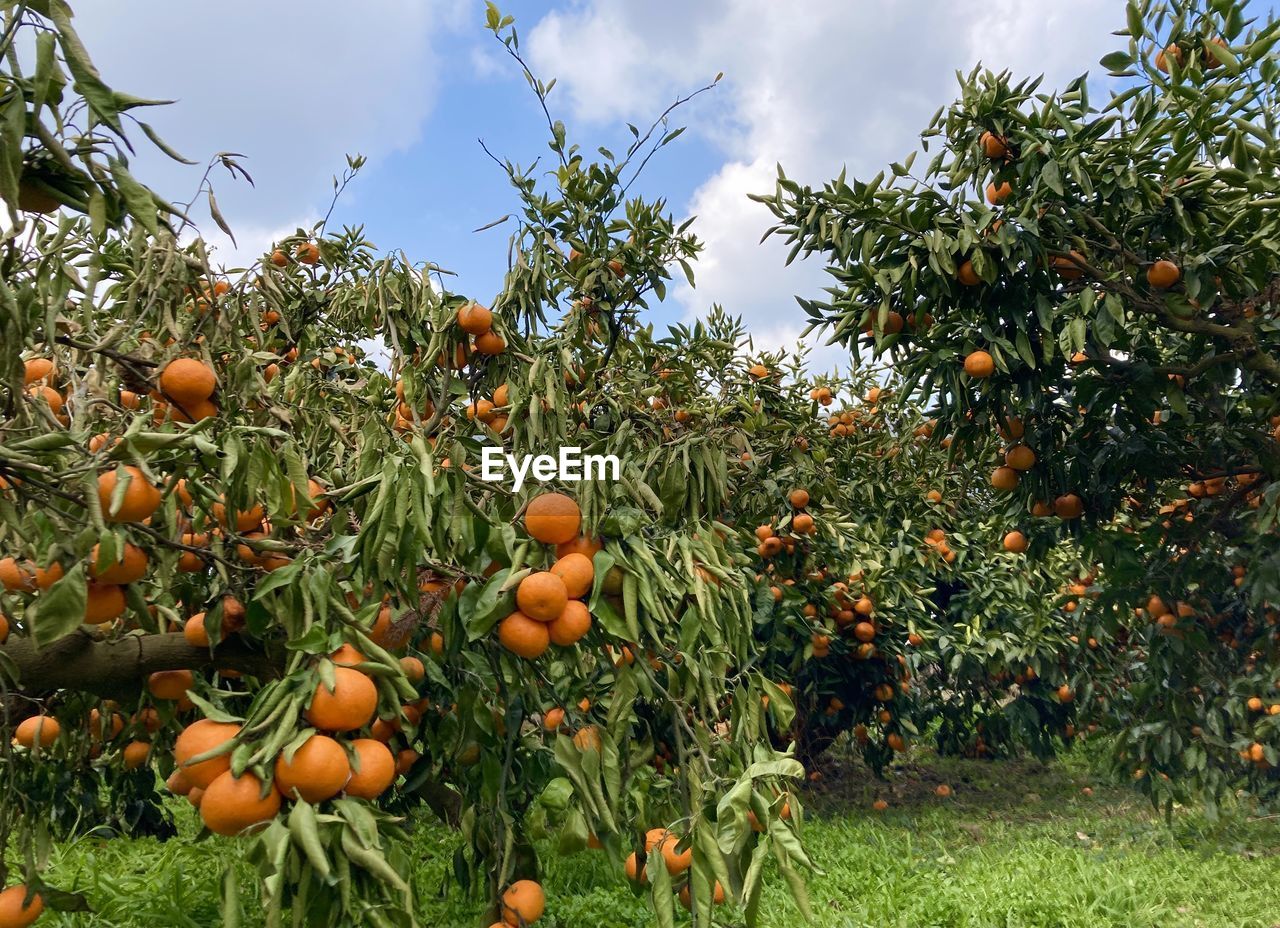 Fruits growing on tree against sky