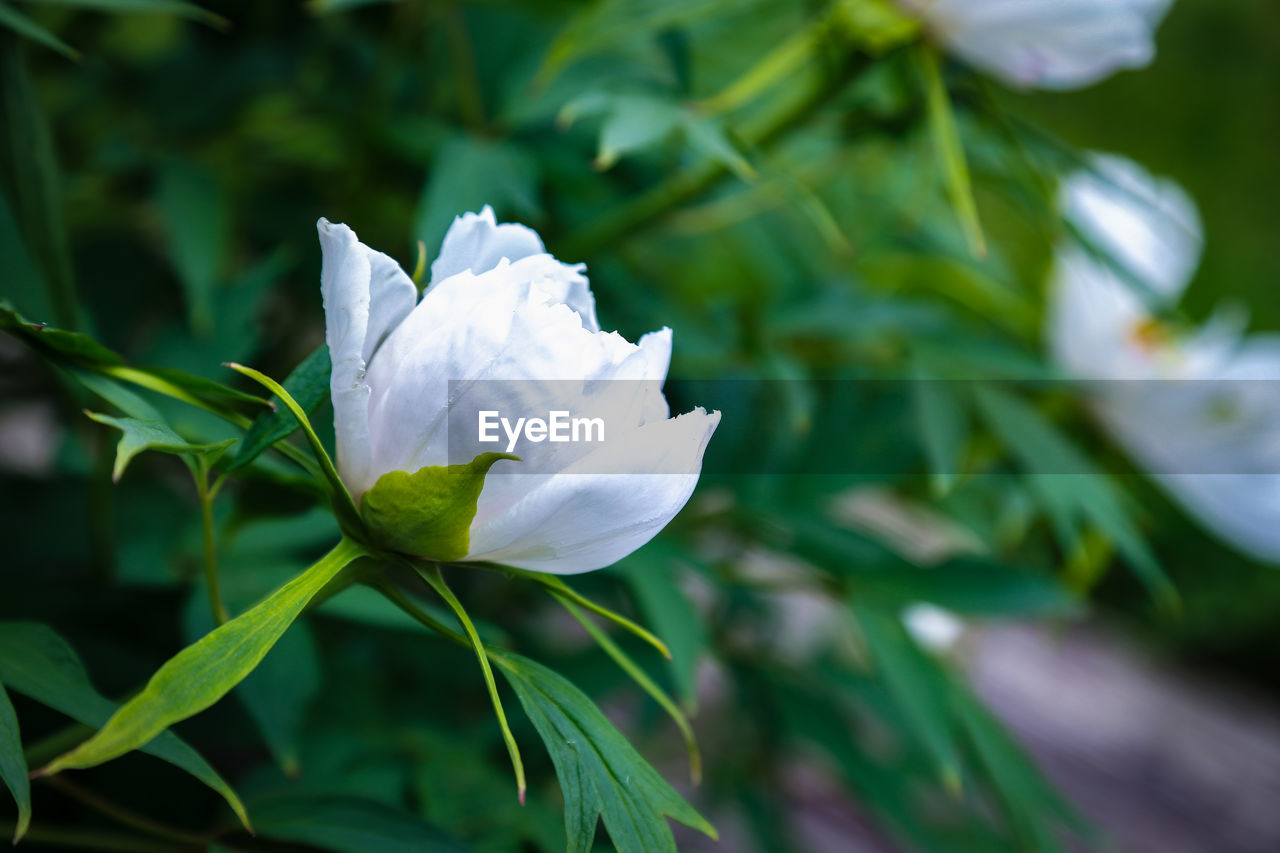 CLOSE-UP OF WHITE ROSE PLANT