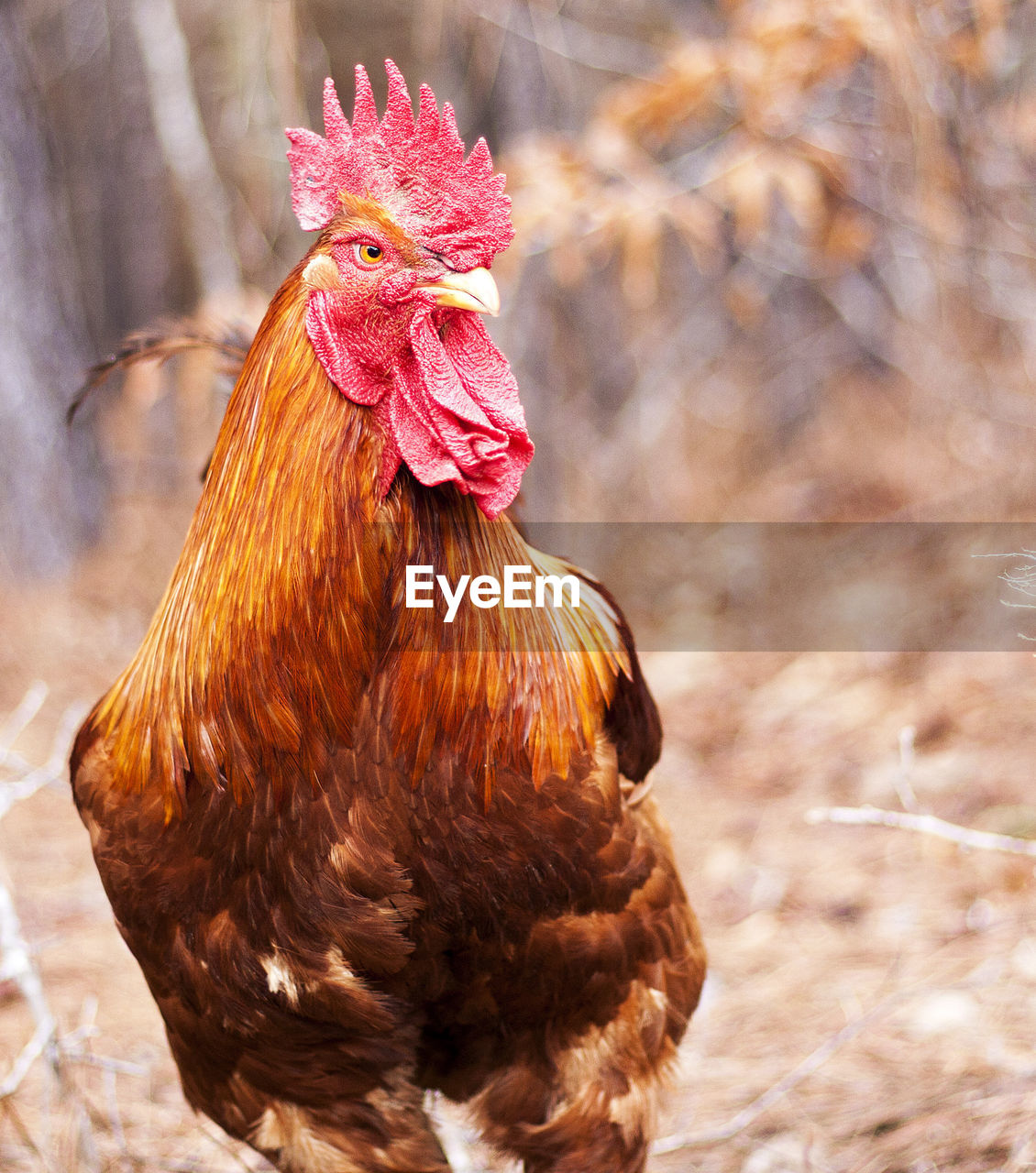 CLOSE-UP OF ROOSTER IN FARM