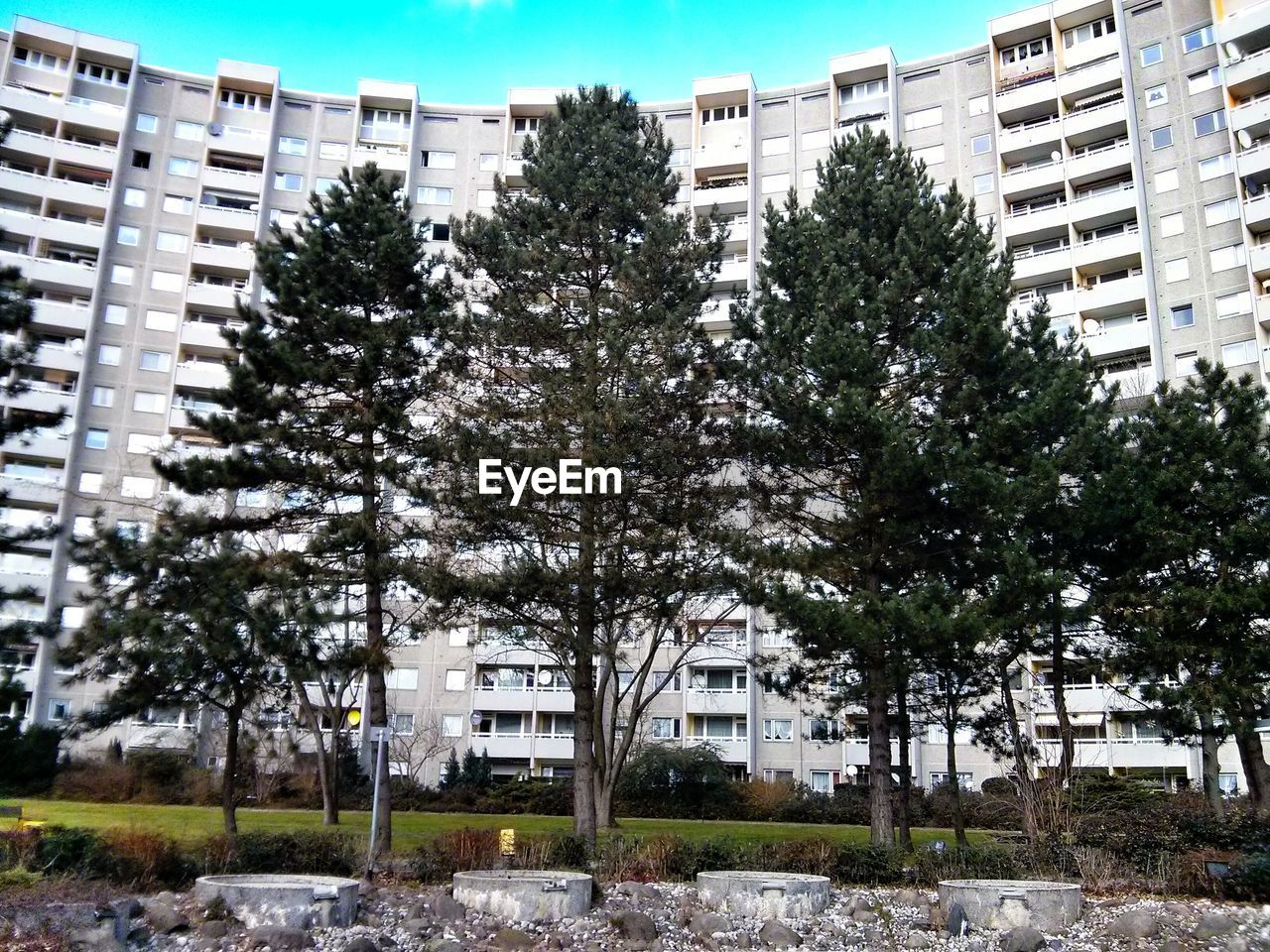 Tall trees over against building