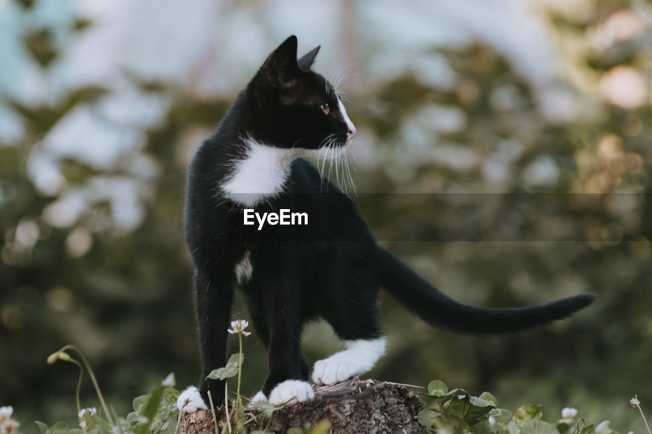 Cat sitting on a tree