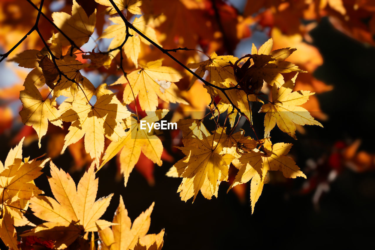 autumn, leaf, plant part, tree, nature, beauty in nature, plant, maple leaf, maple tree, yellow, branch, orange color, sunlight, close-up, no people, focus on foreground, outdoors, tranquility, autumn collection, day, land, backgrounds, maple, scenics - nature, environment, red, fragility, leaves, vibrant color