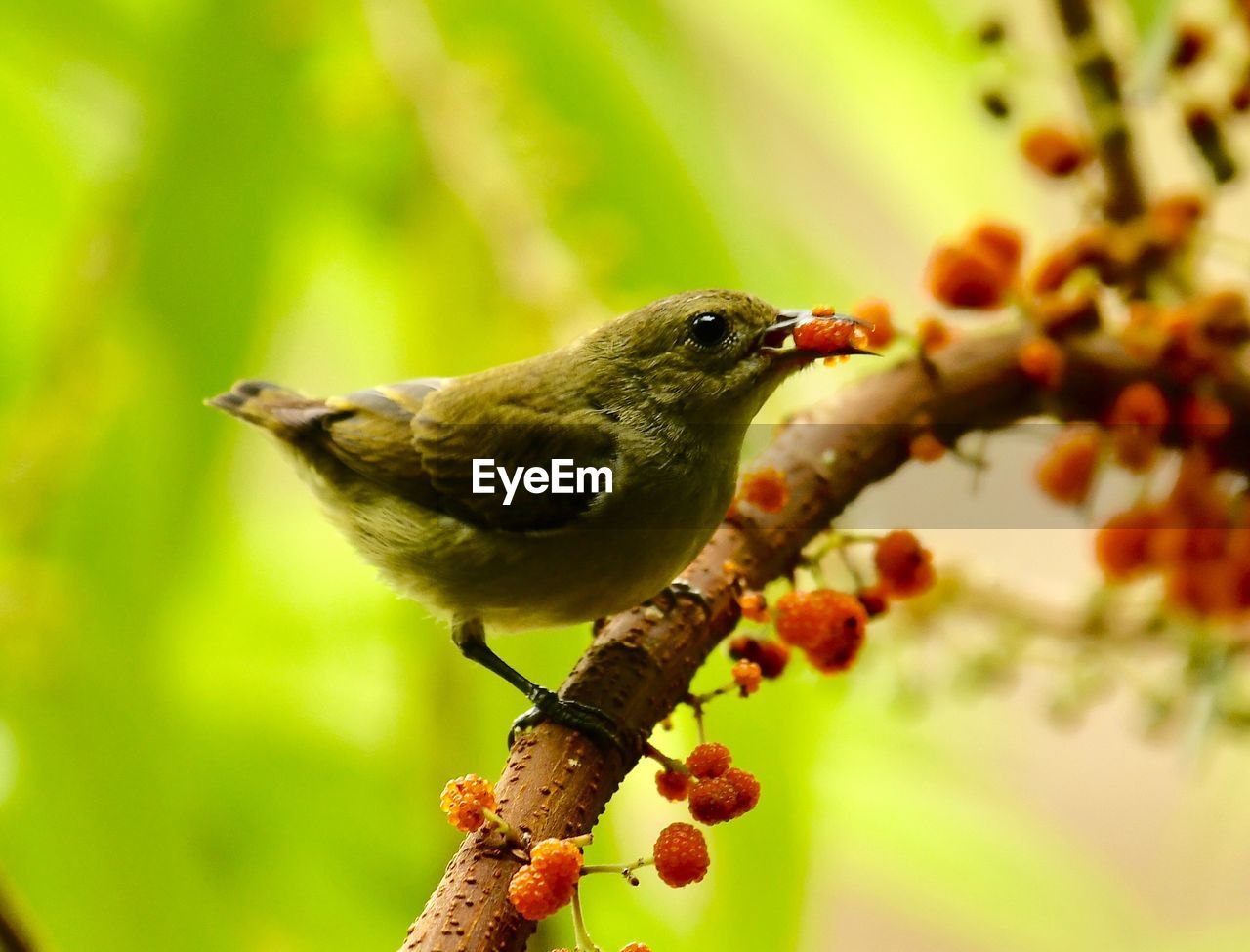 CLOSE-UP OF A BIRD PERCHING ON A BRANCH