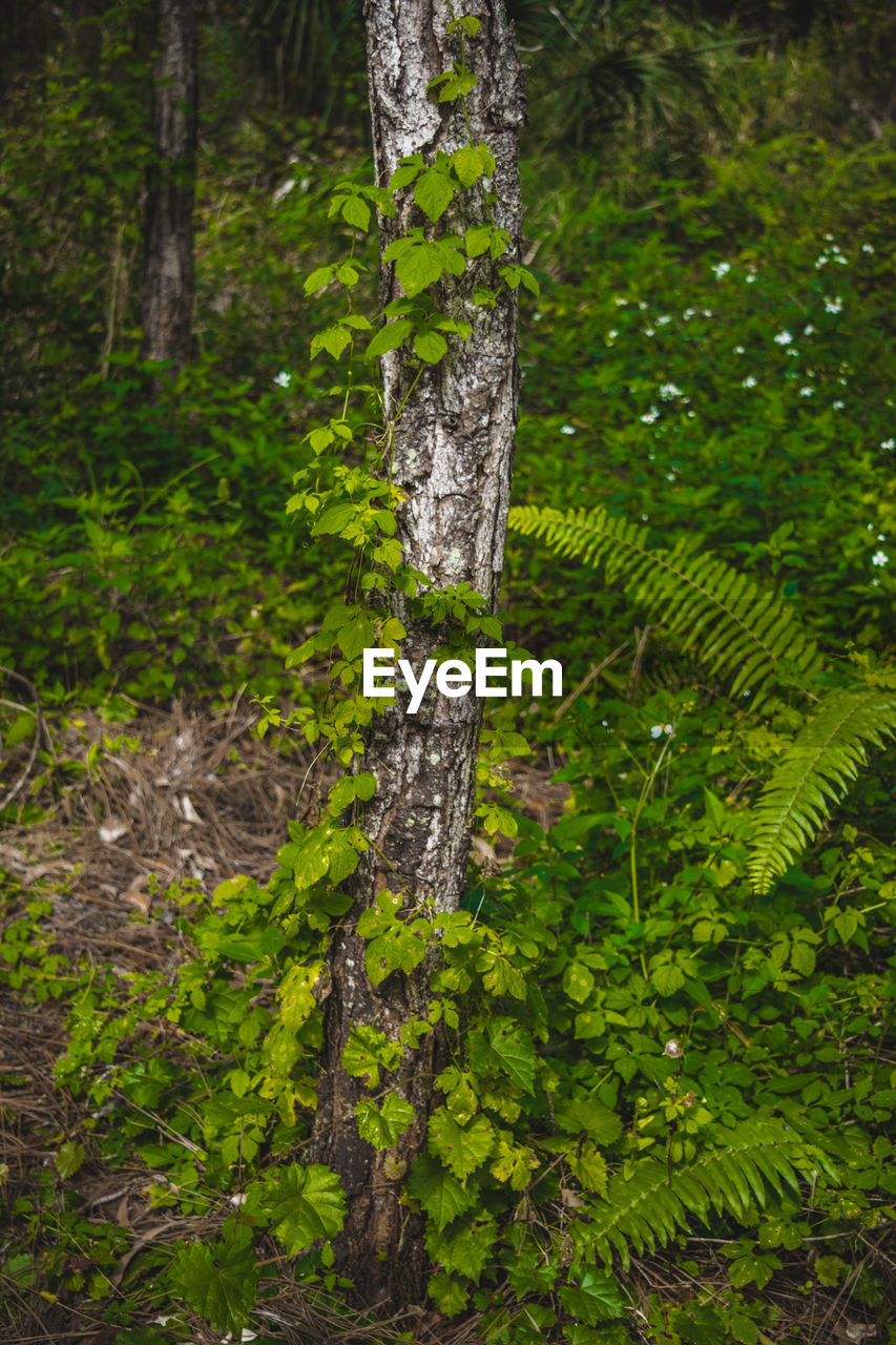 CLOSE-UP OF MOSS GROWING ON TREE TRUNK