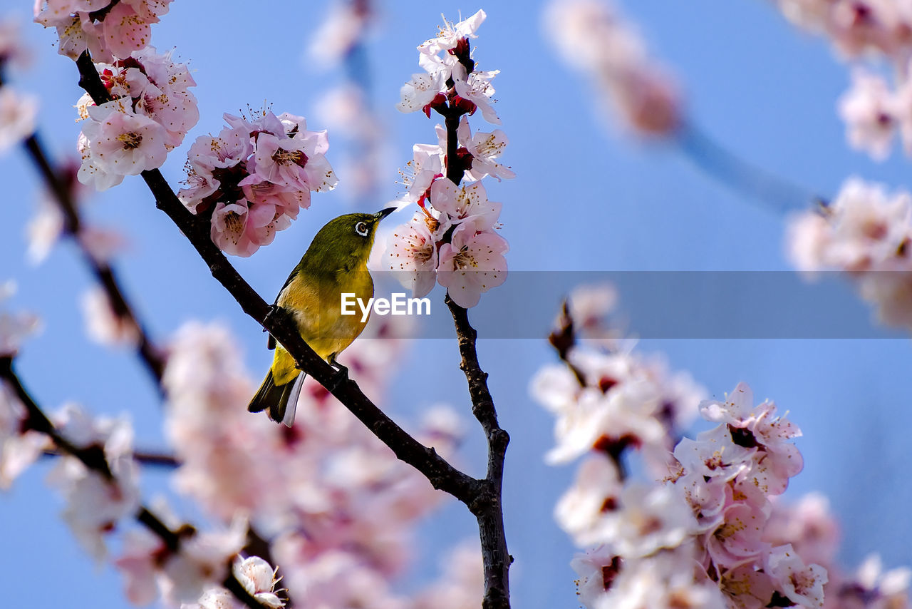 Low angle view of bird perching on a cherry blossom tree.