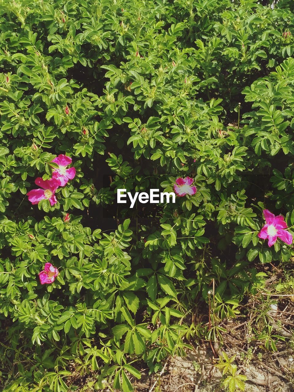 PINK FLOWERS BLOOMING IN PARK