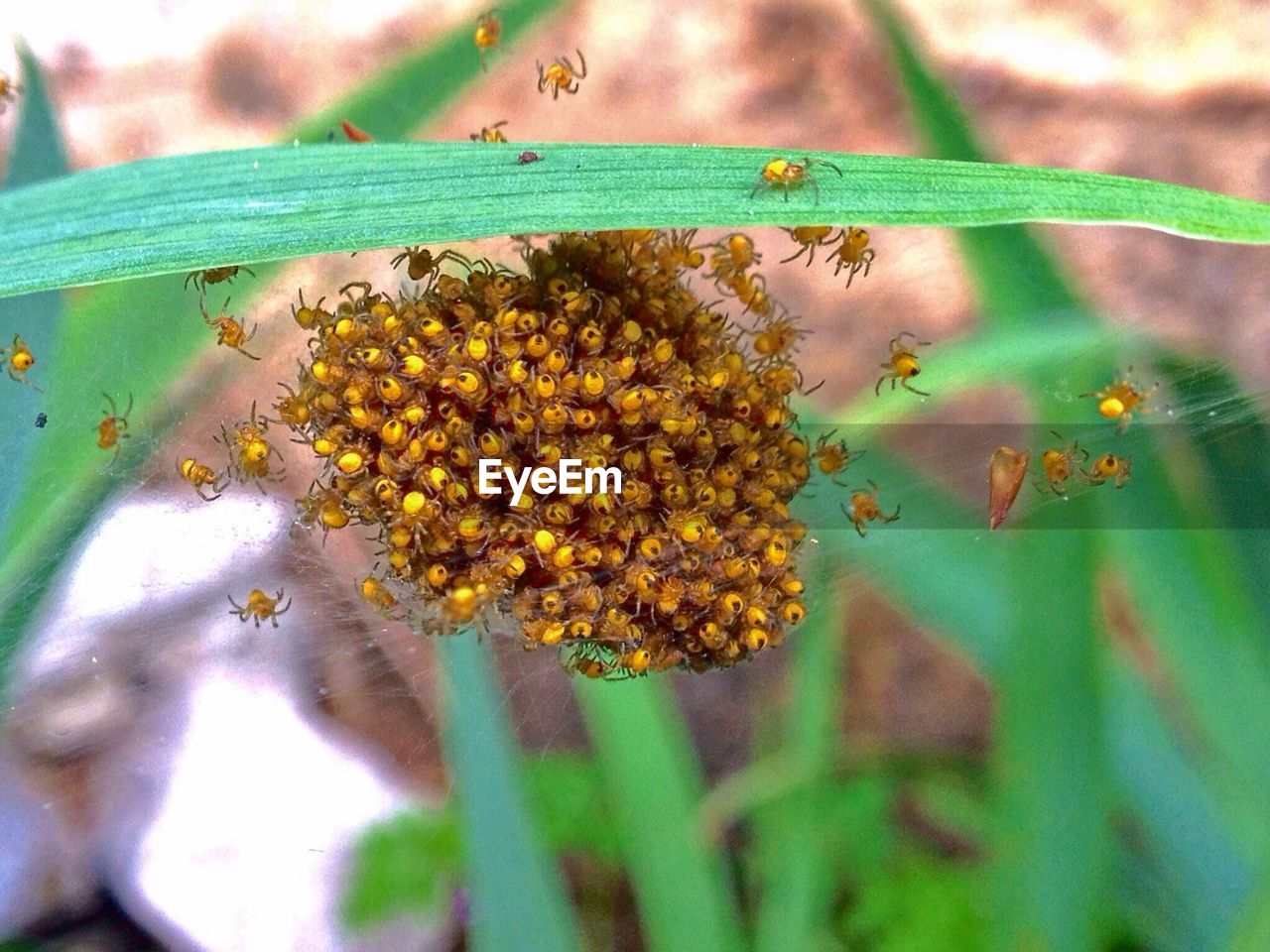 CLOSE-UP OF PLANT GROWING OUTDOORS