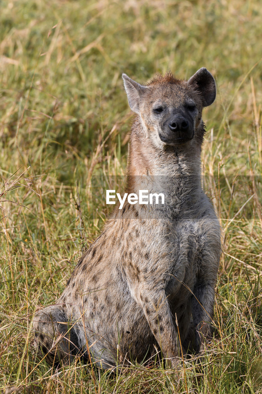 Hyena relaxing on land