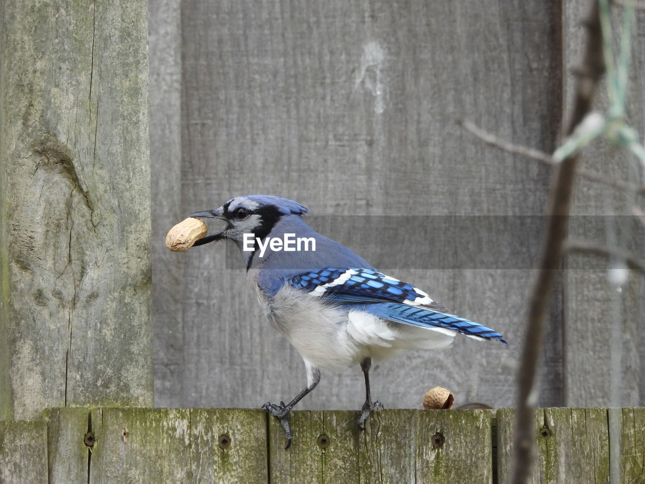 BIRD PERCHING ON WOODEN POST