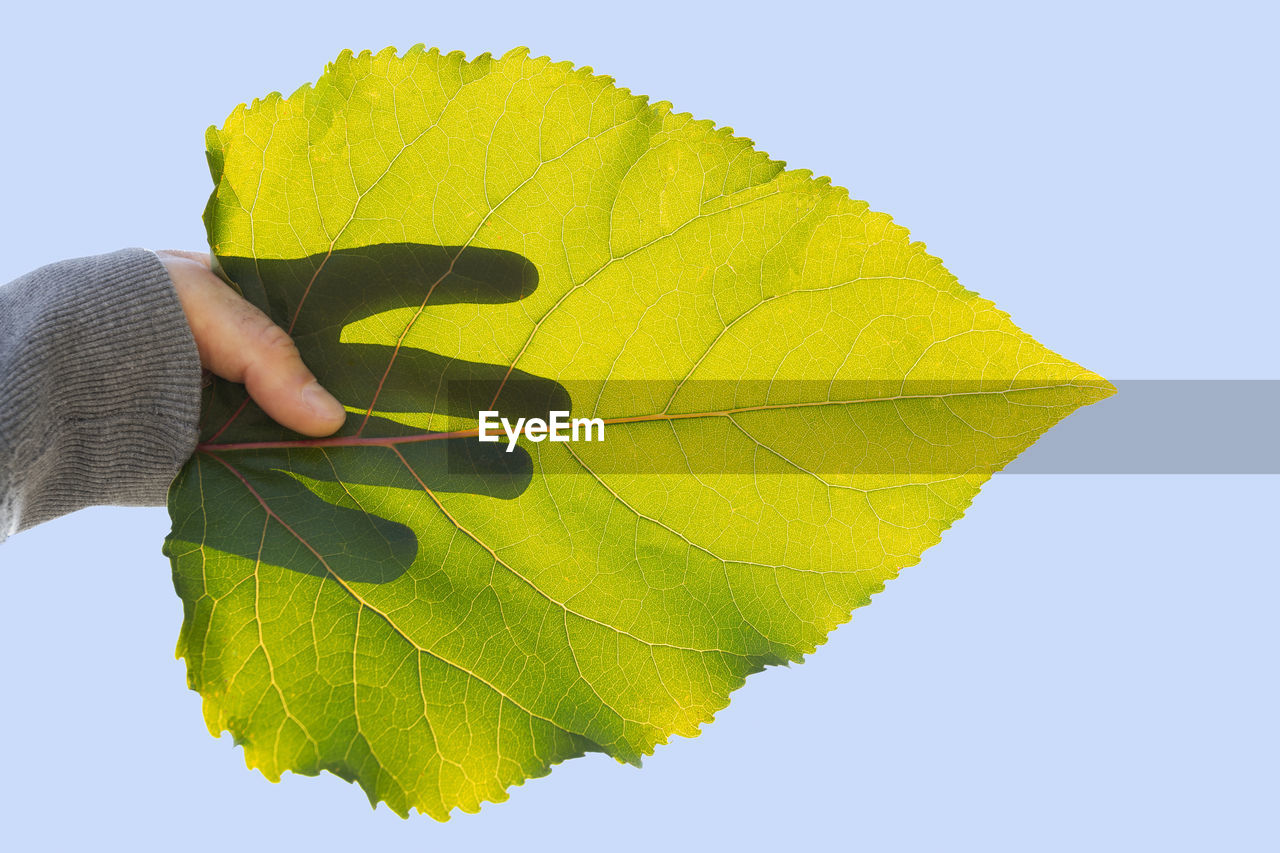 CLOSE-UP OF MAN HOLDING LEAF AGAINST SKY