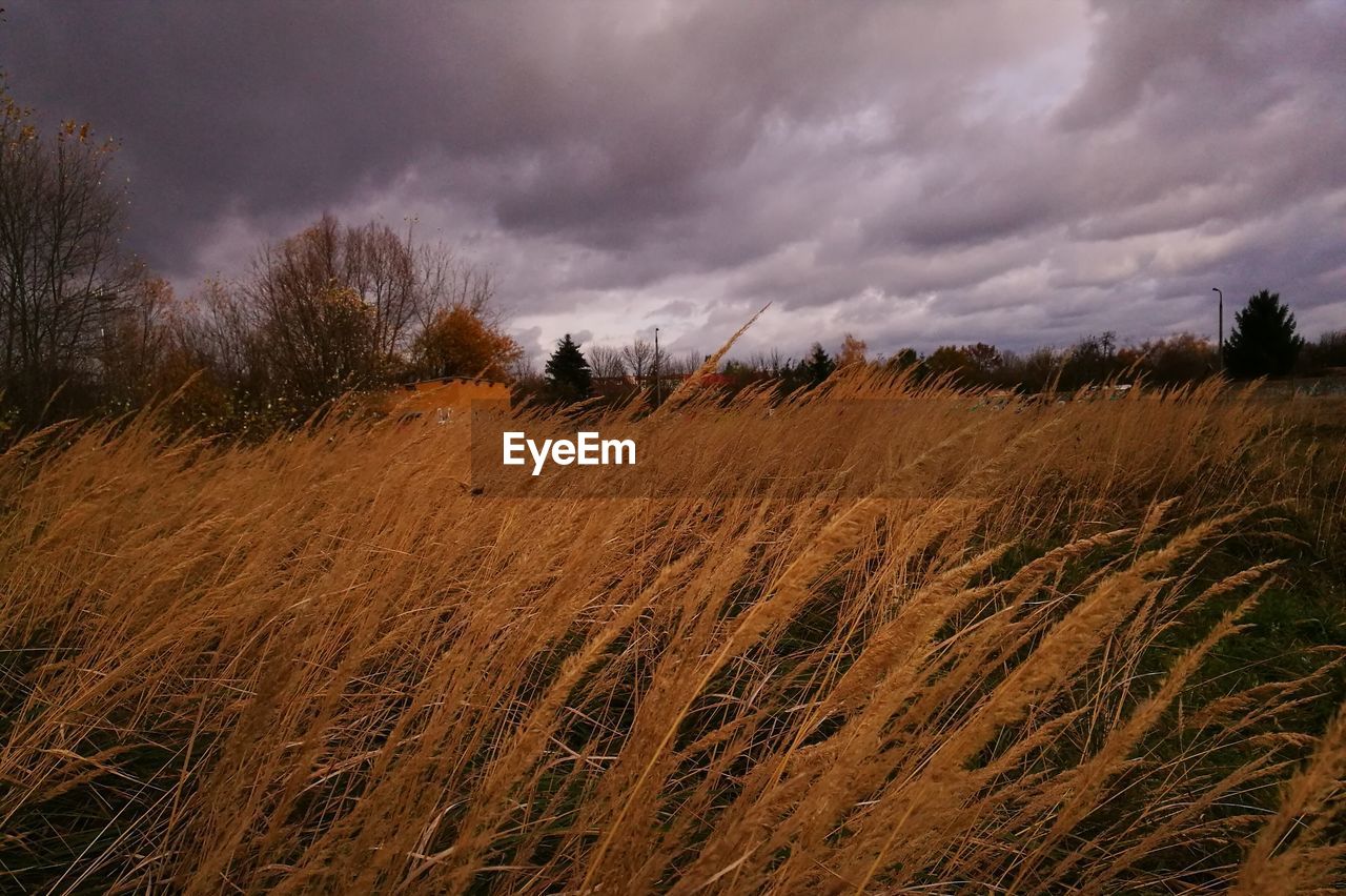 VIEW OF FIELD AGAINST CLOUDY SKY