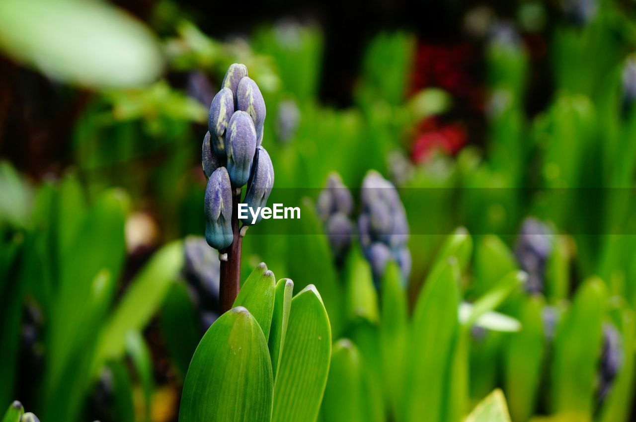 CLOSE-UP OF PURPLE FLOWERING PLANTS