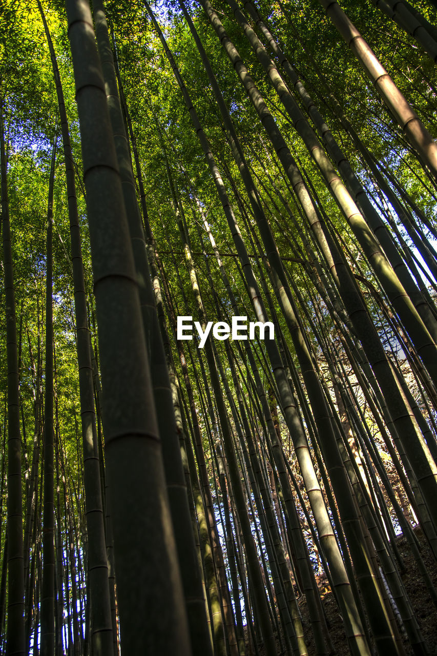 LOW ANGLE VIEW OF BAMBOO TREES