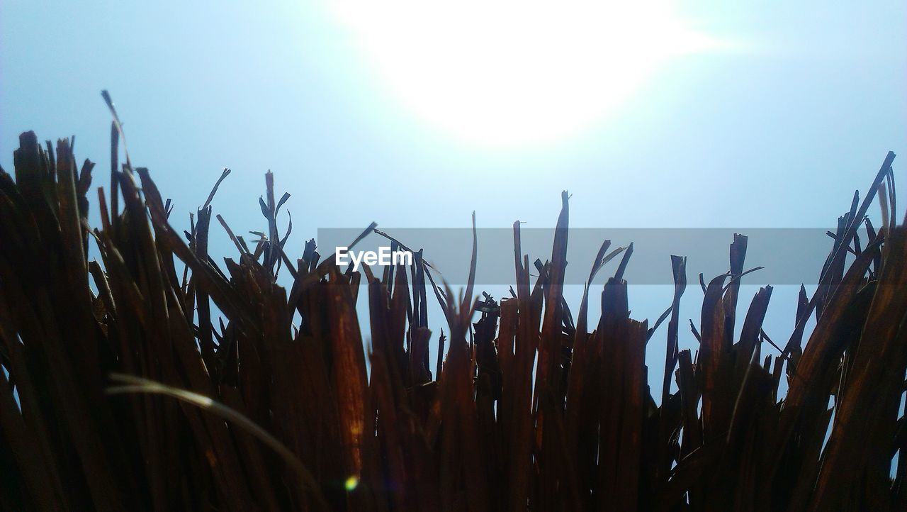 CLOSE-UP OF PLANTS GROWING IN FIELD