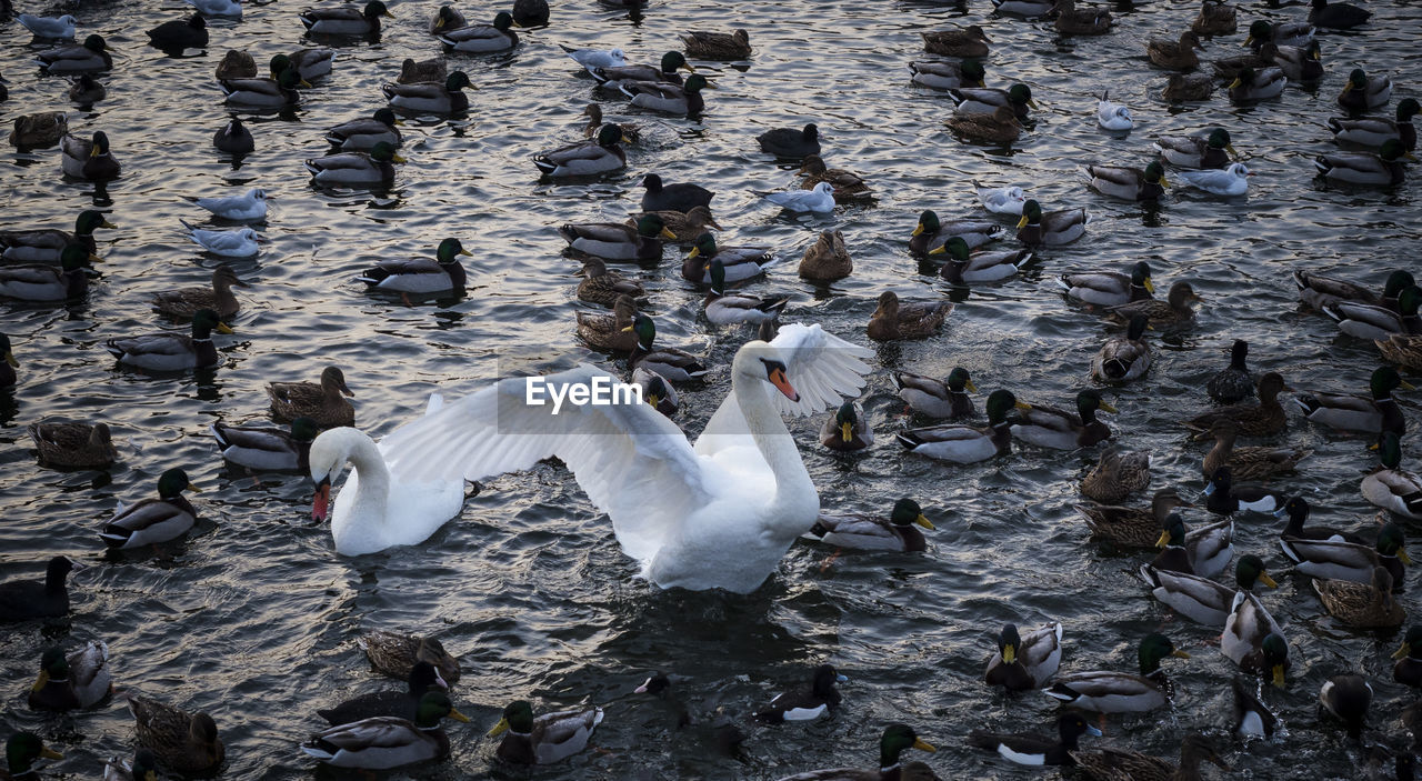 High angle view of swans swimming in lake