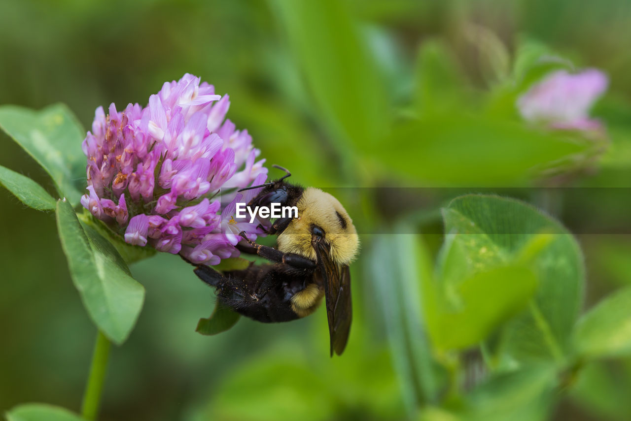 CLOSE-UP OF BEE ON PURPLE FLOWER BLOOMING OUTDOORS