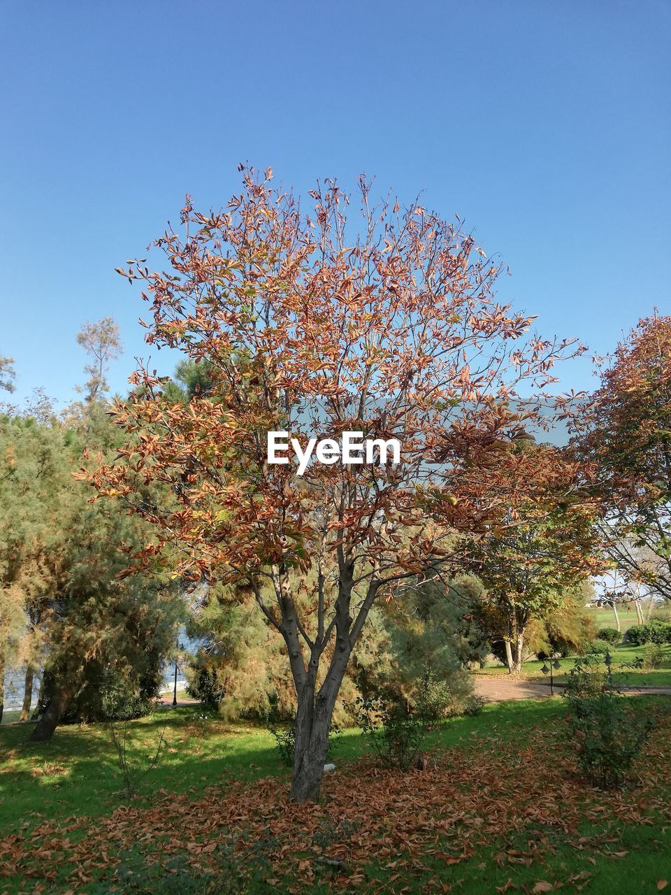 VIEW OF CHERRY BLOSSOM TREES IN PARK DURING AUTUMN