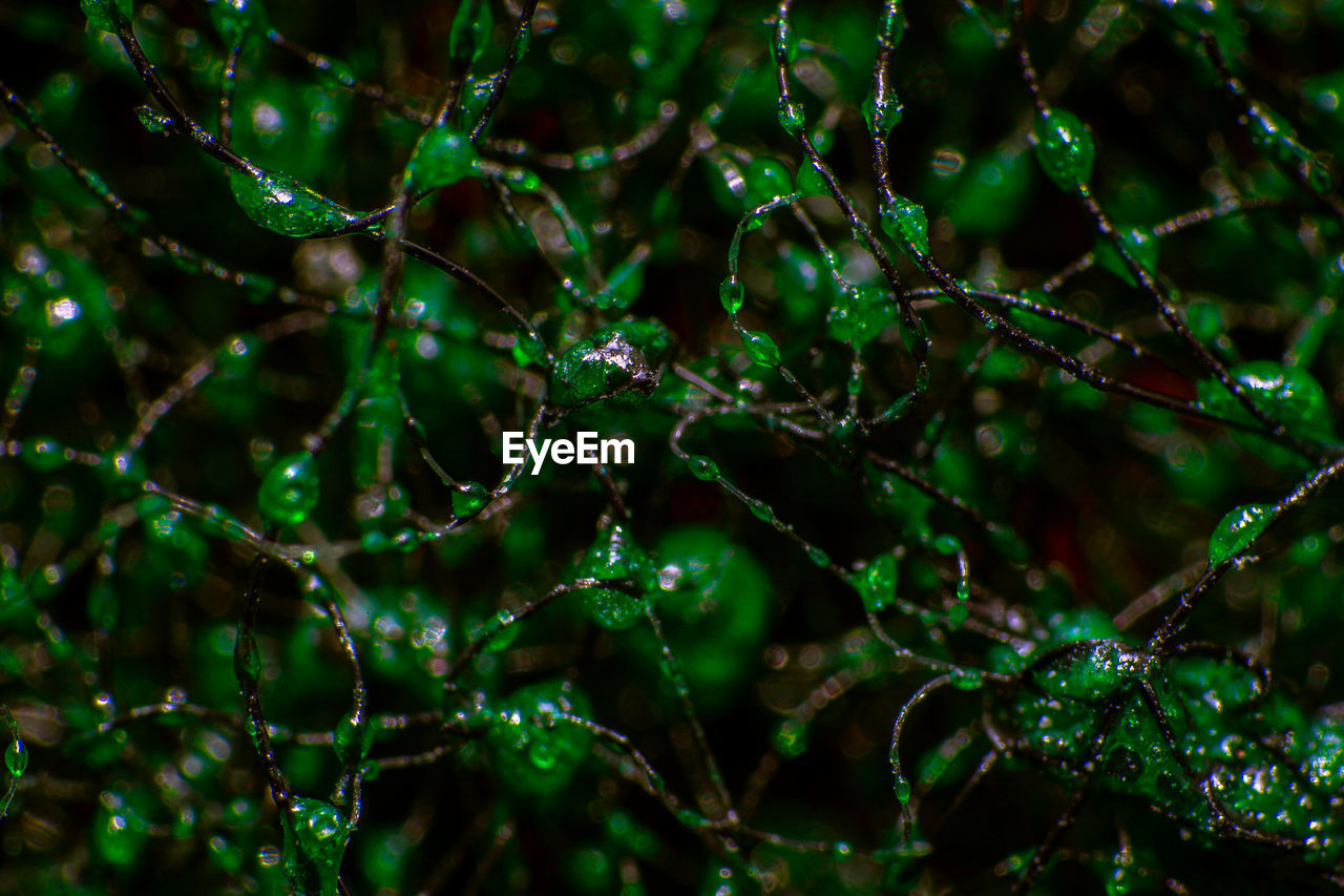 CLOSE-UP OF RAINDROPS ON TREE