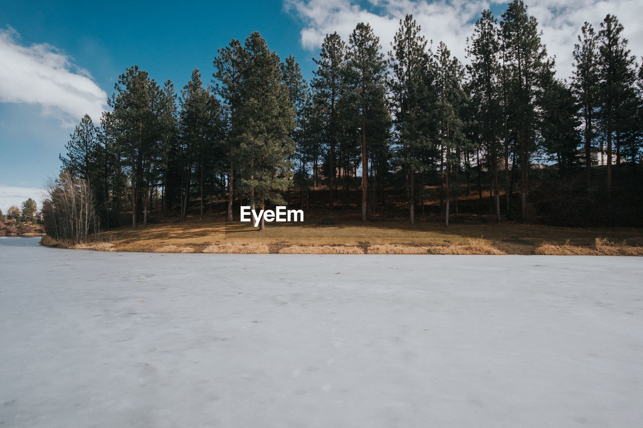 Trees on field against sky during winter