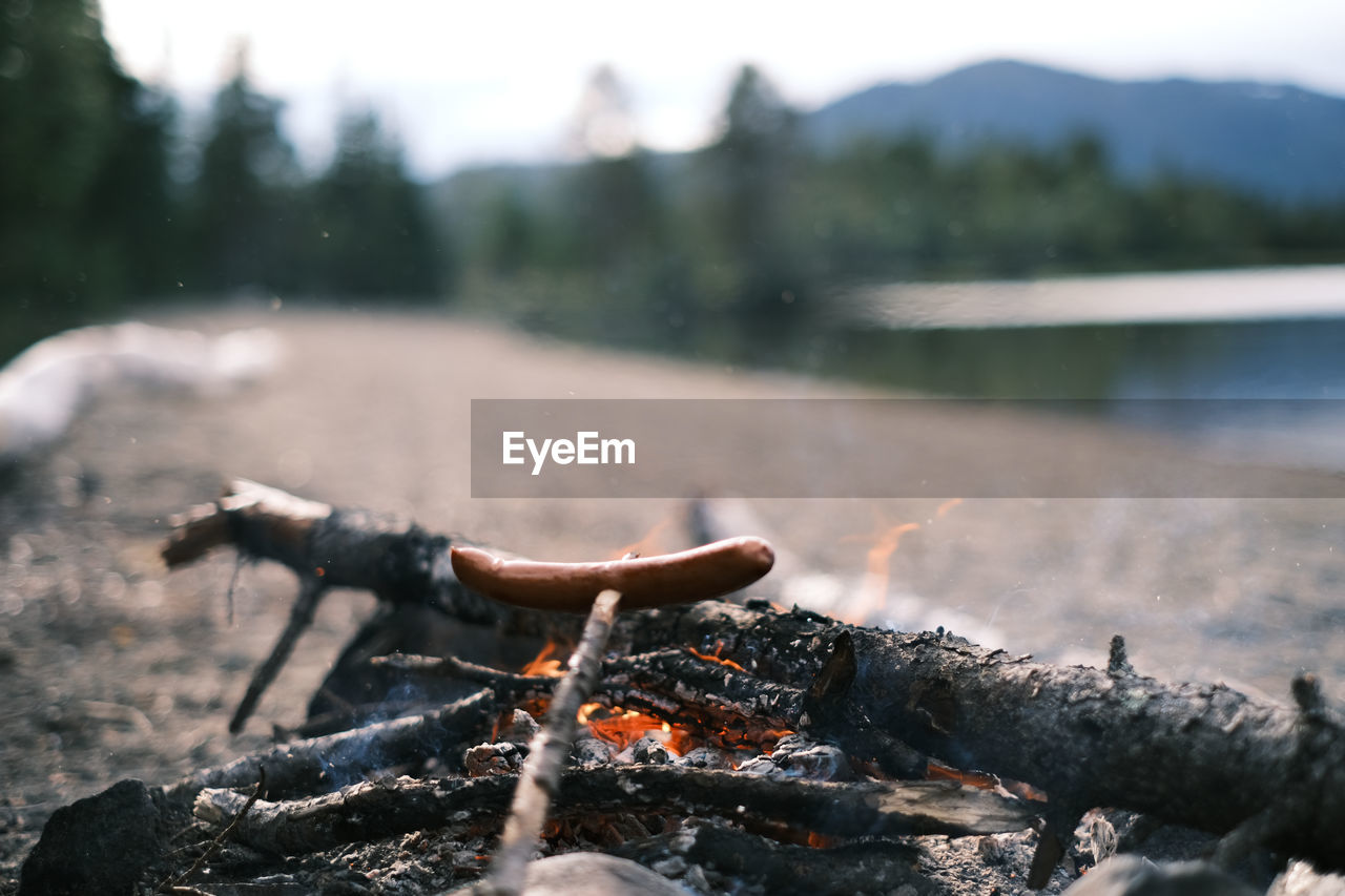 Close-up of fire on log