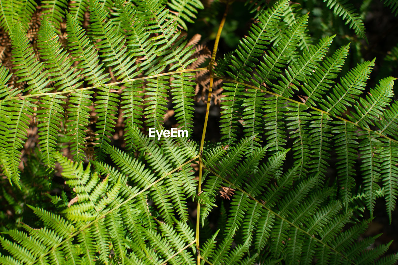 Full frame shot of fern leaves