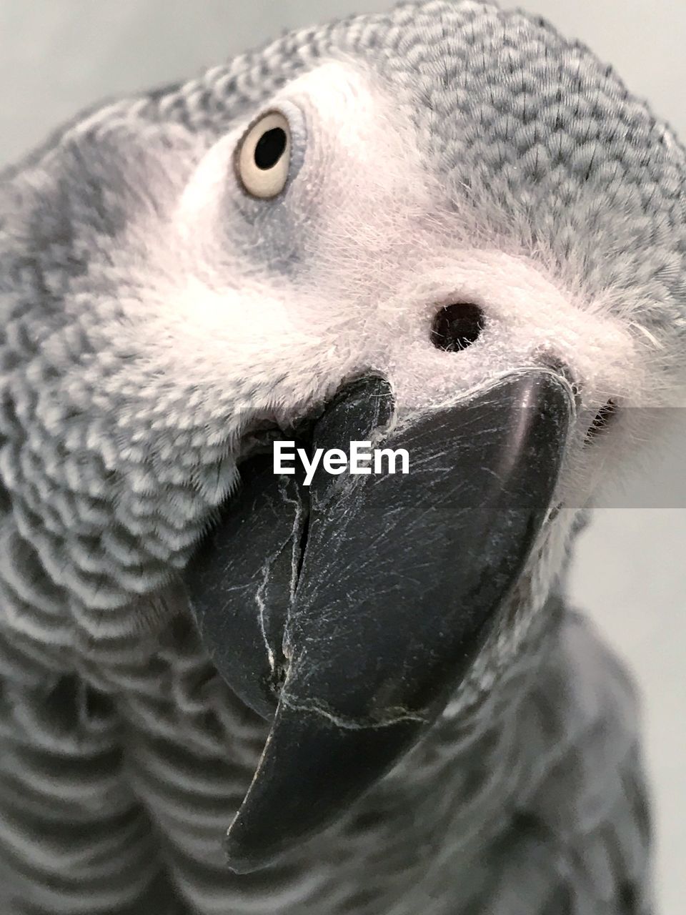 CLOSE-UP PORTRAIT OF A BIRD