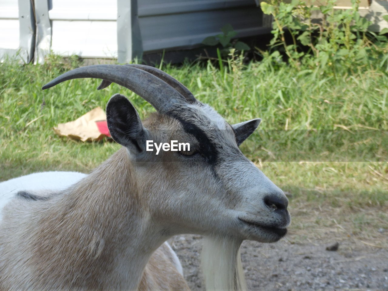 Close-up of goat on grass