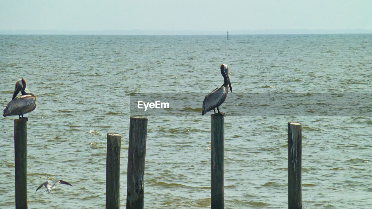 BIRDS PERCHING ON WOODEN POST