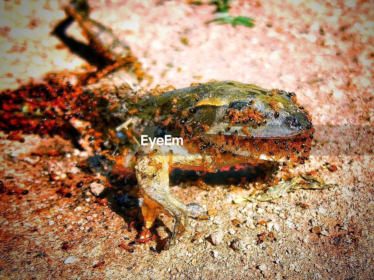 CLOSE-UP OF A CRAB