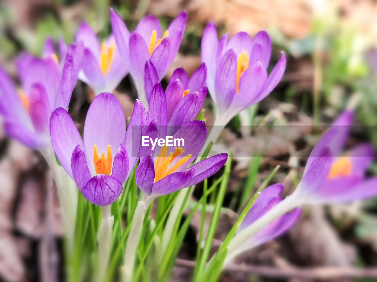 CLOSE-UP OF PURPLE CROCUS FLOWERS GROWING ON LAND