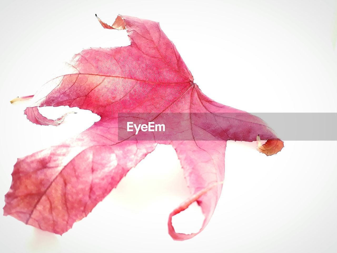 CLOSE-UP OF AUTUMN LEAF AGAINST WHITE WATER