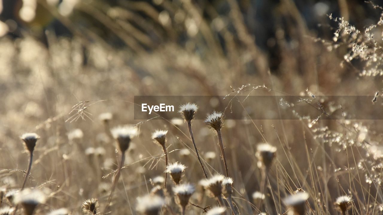 Close-up of flowers growing in field